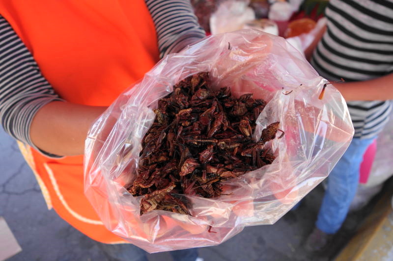 Chapulines Ακρίδες τηγανητές